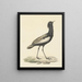 Baardtrap (Eupodotis bengalensis) - Pieter Pietersz Barbiers — gerahmtes Bild an der Wand