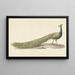 Pfau Blau - Pieter Pietersz Barbiers — gerahmtes Bild an der Wand