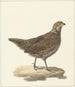 Colin de Virginie Colinus virginianus - Pieter Pietersz. Barbiers — Ansicht des Kunstwerks