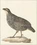 Chinesisches Francolin-Gemälde Excalfactoria chinensis - Pieter Pietersz. Barbiers — Ansicht des Kunstwerks