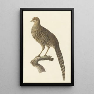 Pieter Pietersz Barbiers - Goudfazant hen.webp