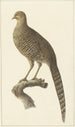 Fasan goldene weiblich - Pieter Pietersz Barbiers — Ansicht des Kunstwerks