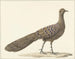 Pfau Spiegel - Pieter Pietersz Barbiers — Ansicht des Kunstwerks