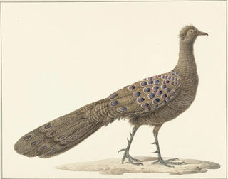 Pfau Spiegel - Pieter Pietersz Barbiers — Ansicht des Kunstwerks