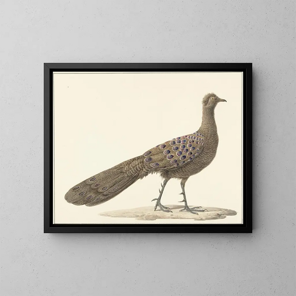 Pfau Spiegel - Pieter Pietersz Barbiers — gerahmtes Bild an der Wand