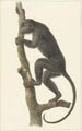 Hurleur schwarz Paraguay - Pieter Pietersz Barbiers — Ansicht des Kunstwerks