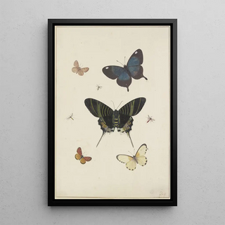 Pieter Withoos - Fnf Schmetterlinge und drei Insekten.webp