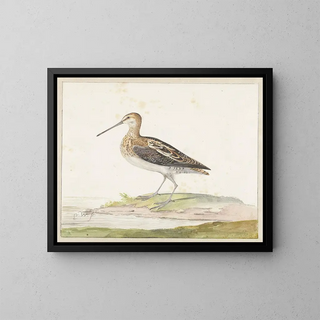 Pieter Withoos - Watersnip.webp
