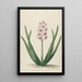 Jacinthe namens Surpasse Mine d'Or - Pieter van Loo — gerahmtes Bild an der Wand