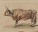 Studie eines jungen Ochsen - Piotr Michałowski — Ansicht des Kunstwerks