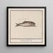 unbekannter Fisch Lupus flandricus - Anselmus Botius de Boodt — gerahmtes Bild an der Wand