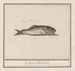 unbekannter Fisch Lupus flandricus - Anselmus Botius de Boodt — Ansicht des Kunstwerks