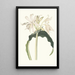 Amaryllis Aulica - Priscilla Susan Bury — gerahmtes Bild an der Wand
