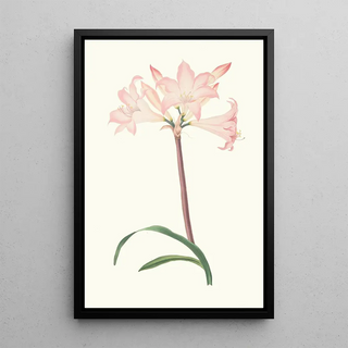 Priscilla Susan Bury - Amaryllis Belladonna.webp