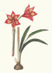 Amaryllis Correiensis - Priscilla Susan Bury — Ansicht des Kunstwerks