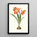Amaryllis Equestris Major - Priscilla Susan Bury — gerahmtes Bild an der Wand