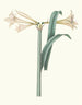 Amaryllis harrisoni - Priscilla Susan Bury — Ansicht des Kunstwerks