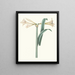 Amaryllis harrisoni - Priscilla Susan Bury — gerahmtes Bild an der Wand