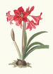 Amaryllis Johnsoni - Priscilla Susan Bury — Ansicht des Kunstwerks