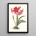 Amaryllis Johnsoni - Priscilla Susan Bury — gerahmtes Bild an der Wand