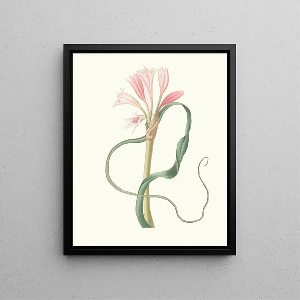 Priscilla Susan Bury - Amaryllis Longifolia Glauca.webp