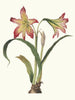 Amaryllis psittacina - Priscilla Susan Bury — Ansicht des Kunstwerks