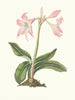 Amaryllis steilatafolia - Priscilla Susan Bury — Ansicht des Kunstwerks