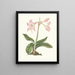 Amaryllis steilatafolia - Priscilla Susan Bury — gerahmtes Bild an der Wand
