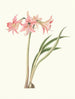 Amaryllis stilosa - Priscilla Susan Bury — Ansicht des Kunstwerks