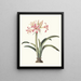 Amaryllis superba vittata - Priscilla Susan Bury — gerahmtes Bild an der Wand