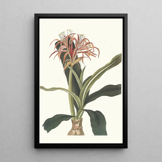 Priscilla Susan Bury - Crinum Hybridum Pedunculatum And Zeylanicum.webp