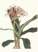 Crinum Hybridum Pedunculatum et Zeylanicum - Priscilla Susan Bury — Ansicht des Kunstwerks