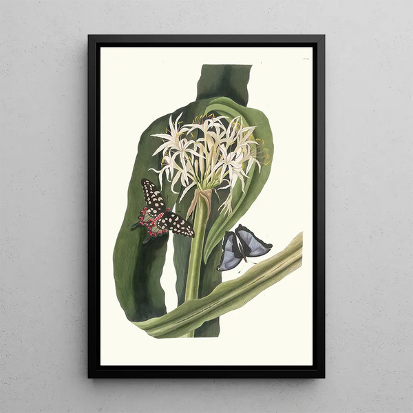 Crinum Pedunculatum Lys de rivière - Priscilla Susan Bury — gerahmtes Bild an der Wand