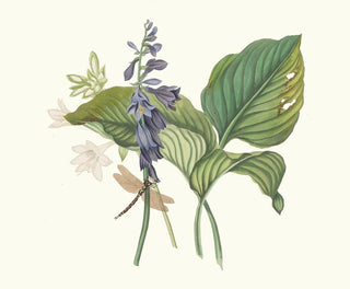 Priscilla Susan Bury - Hemerecalliscarulea Hemerecallis Japonica.webp
