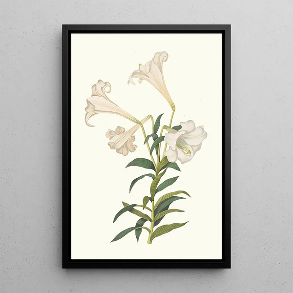 Lilium Longiflorum - Priscilla Susan Bury — gerahmtes Bild an der Wand