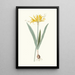 Nerine Aurea - Priscilla Susan Bury — gerahmtes Bild an der Wand