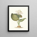 Pancratium amboinense - Priscilla Susan Bury — gerahmtes Bild an der Wand