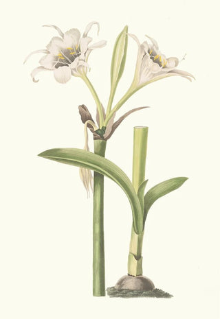 Priscilla Susan Bury - Pancratium Calathinum.webp