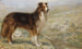 Während der Hund sich ausruht, kann der Hirte schlafen - R. S. Moseley — Ansicht des Kunstwerks