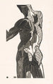 Anatomische Studie der Muskeln des Rückens und der Gesäßmuskulatur eines Mannes - Reijer Stolk — Ansicht des Kunstwerks