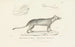 Centurie zoologique Pl02 - René Primevère Lesson — Ansicht des Kunstwerks