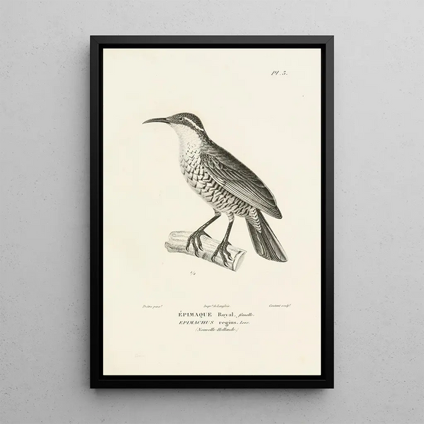 Centurie zoologique Pl03 - René Primevère Lesson — gerahmtes Bild an der Wand