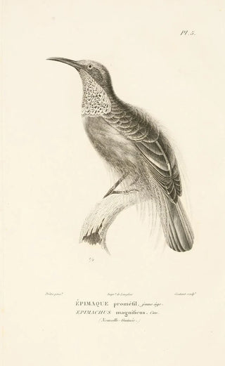 RenPrimevre Lesson - Centurie zoologique Pl05.webp