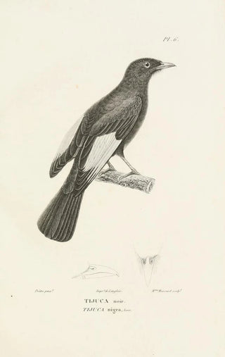 RenPrimevre Lesson - Centurie zoologique Pl06.webp