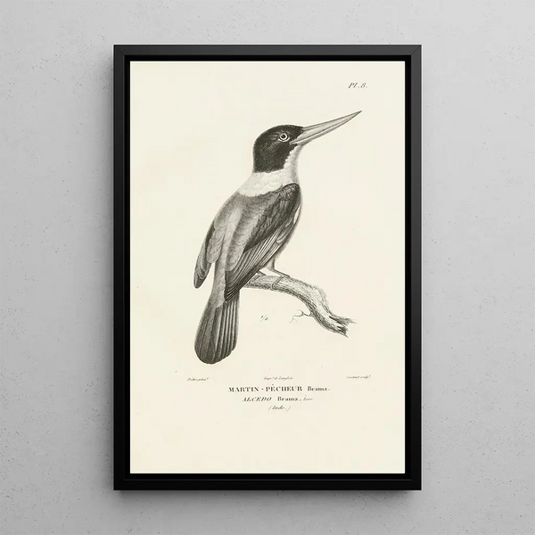 Centurie zoologique Pl08 - René Primevère Lesson — gerahmtes Bild an der Wand