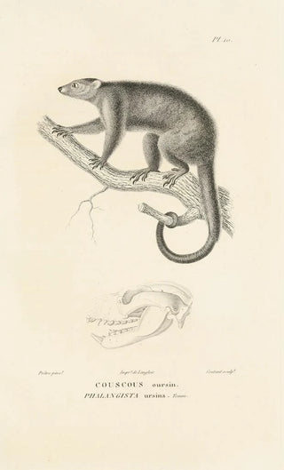 RenPrimevre Lesson - Centurie zoologique Pl10.webp