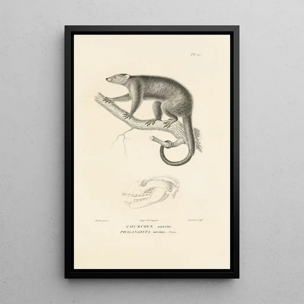 Centurie zoologique Pl10 - René Primevère Lesson — gerahmtes Bild an der Wand