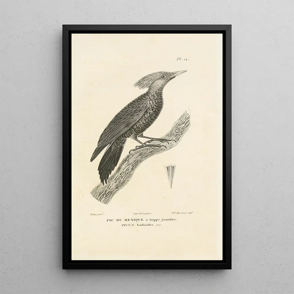 Centurie zoologique Pl14 - René Primevère Lesson — gerahmtes Bild an der Wand