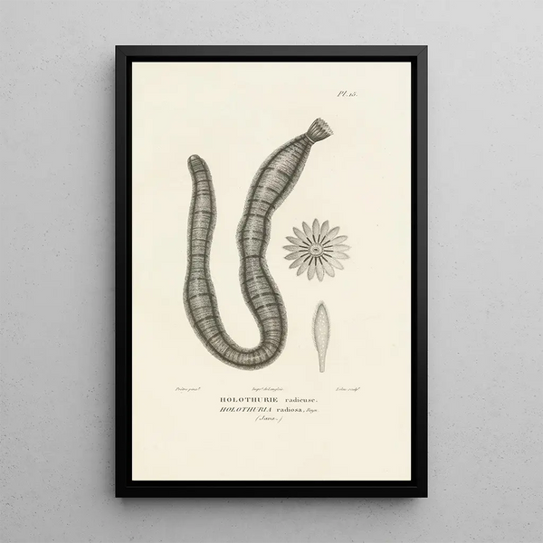 Centurie zoologique Pl15 - René Primevère Lesson — gerahmtes Bild an der Wand