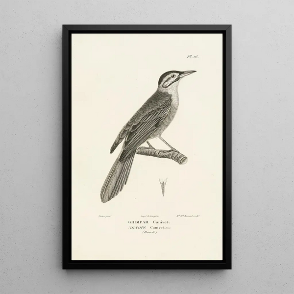 Centurie zoologique Pl16 - René Primevère Lesson — gerahmtes Bild an der Wand